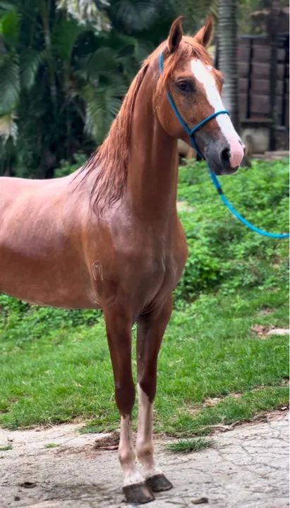 Cavalo Mangalarga Registrado - Foto 2