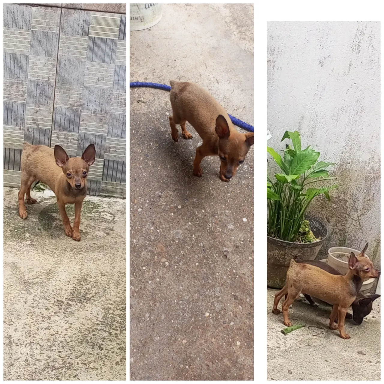 Vendo  filhotes de Pinscher número 1 com 3 meses d idade 