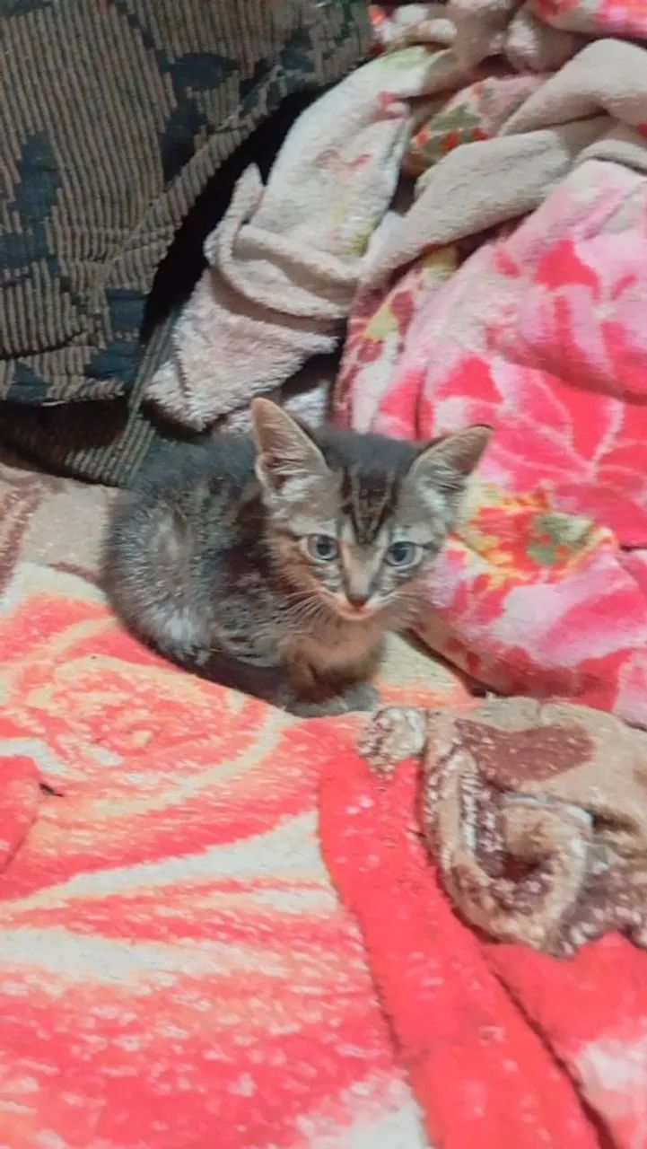Gatinho filhote para adoção - Foto 2