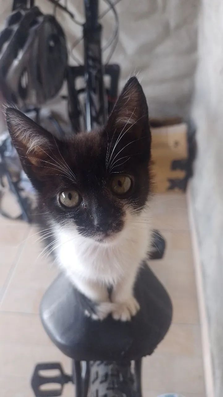 Gatinho neném 