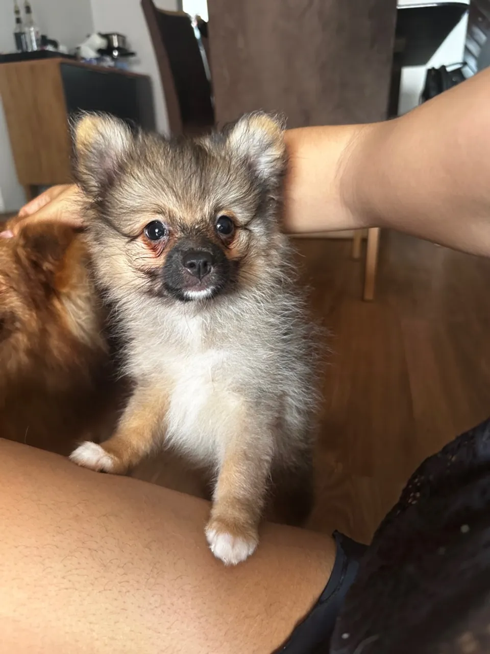 Filhote de spitz /lulu da pomerania