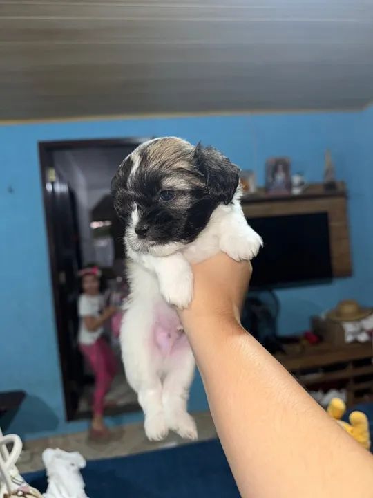 Shihtzu a venda  - Foto 6