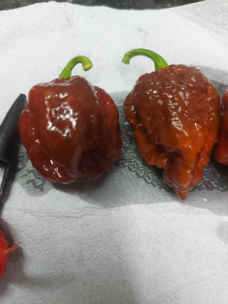 Molhos e Pimentas vulcânicas. Pimentas In natura e desidratadas. - Foto 2