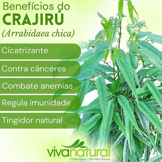 Mudas de Crajiru (Arabidaea Chica) - Foto 4