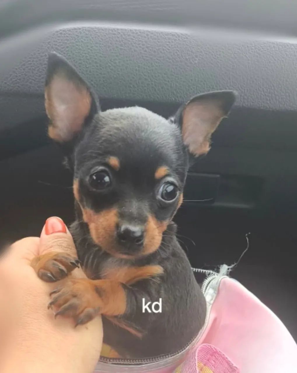 Pischer lindo e pequeno