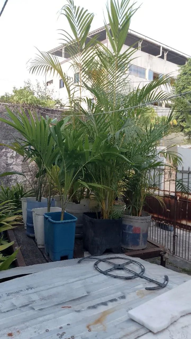 Palmeira araca bambu