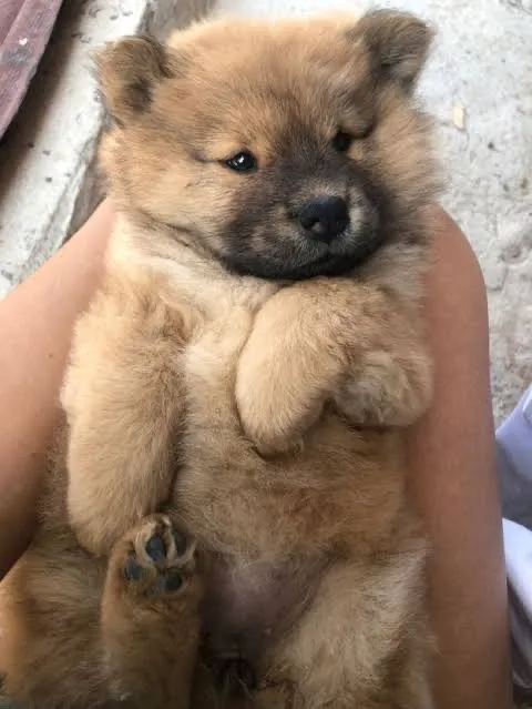Adoção chowchow