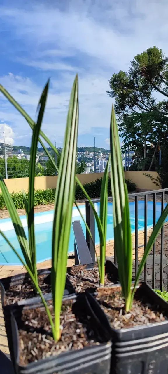 Tâmaras *  - Foto 3