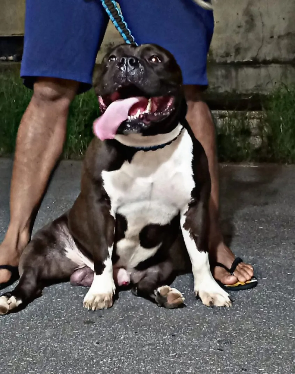 American Bully Standard