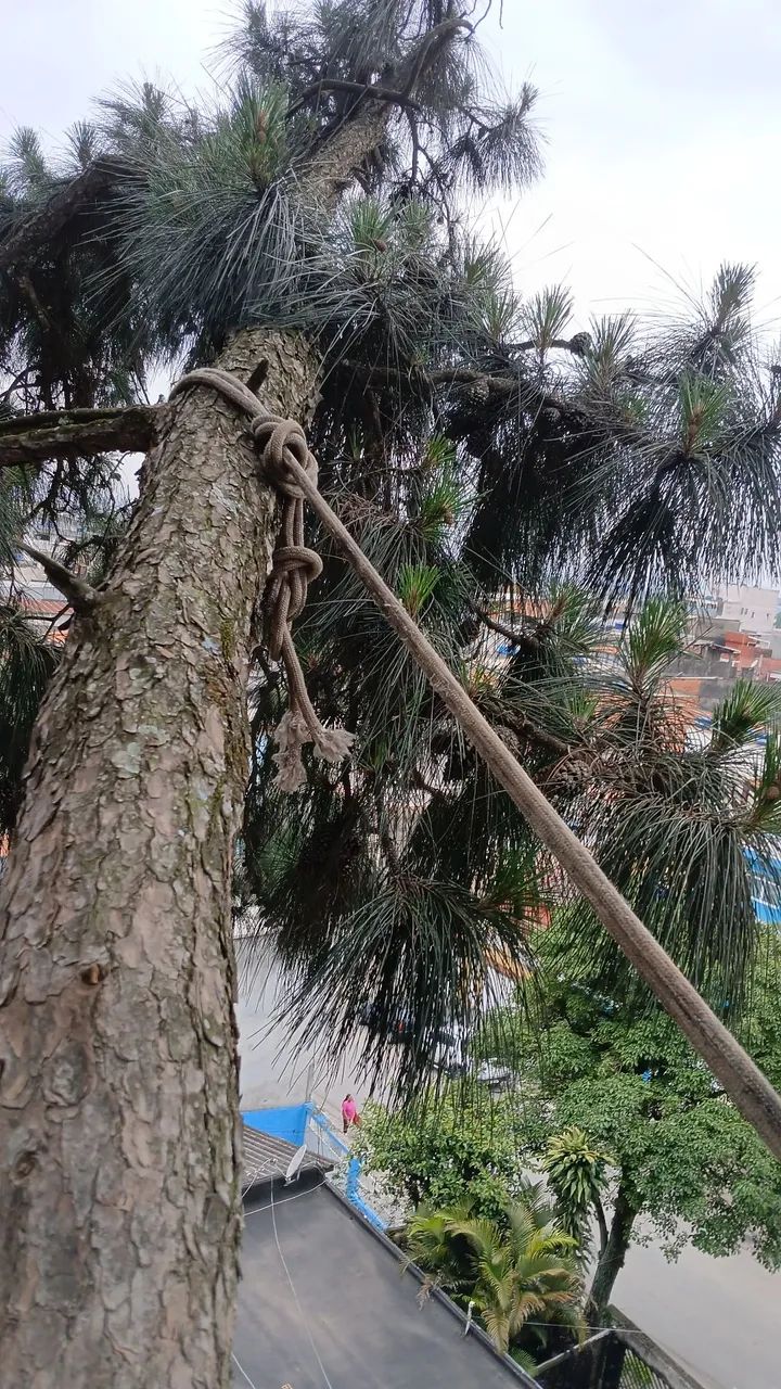 Corte e poda de árvores  - Foto 4