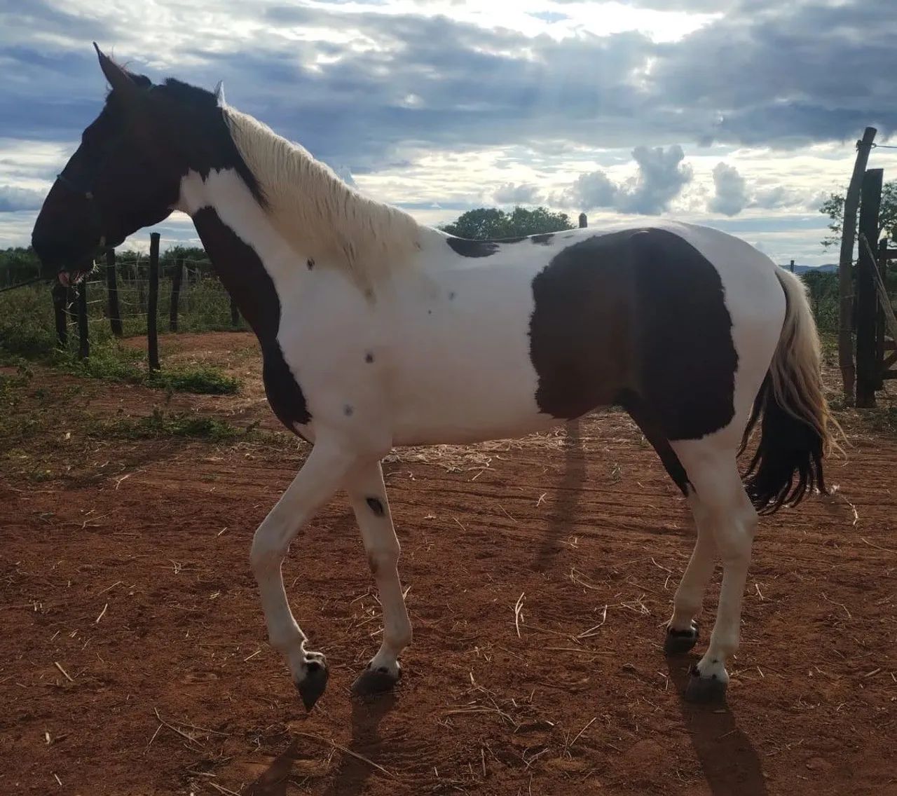 Campolina Homozigoto Registrado  - Foto 2