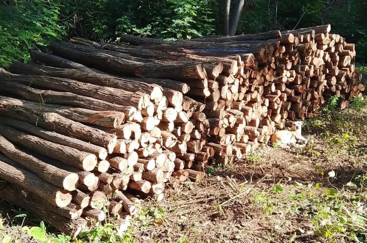Estacas de sabiá no Cariri
