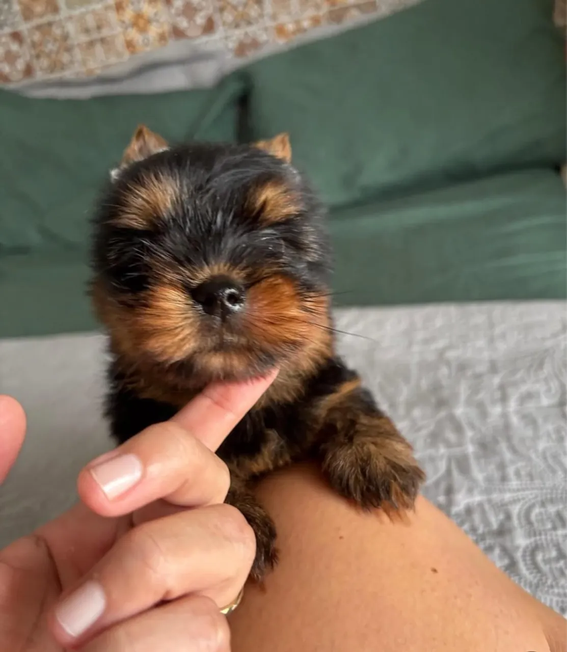 YORKSHIRE TERRIER COM PEDIGREE