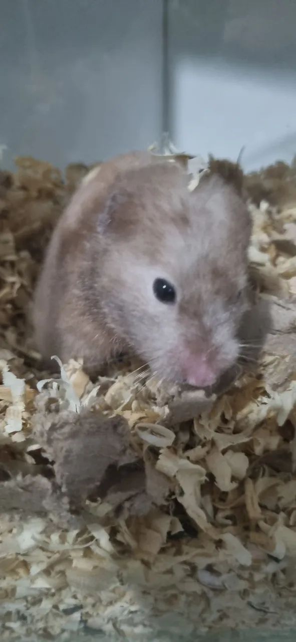 Hamster sírio doação  - Foto 2