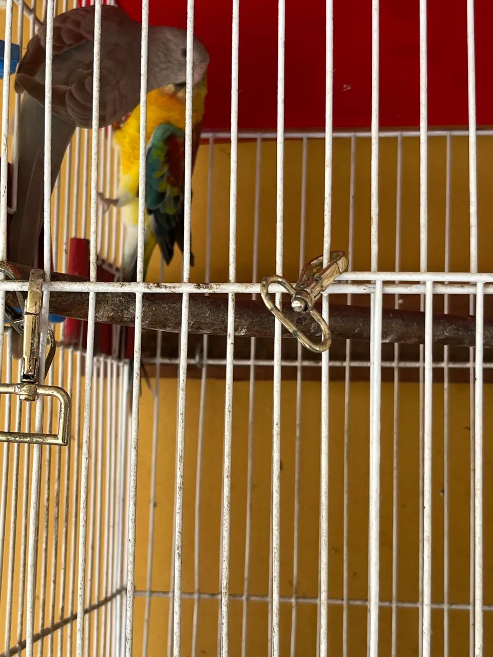 Viveiro completo64293084300034121