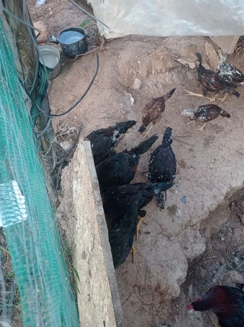 Vendo galinhas e galo índio e 19 franguinho  - Foto 4