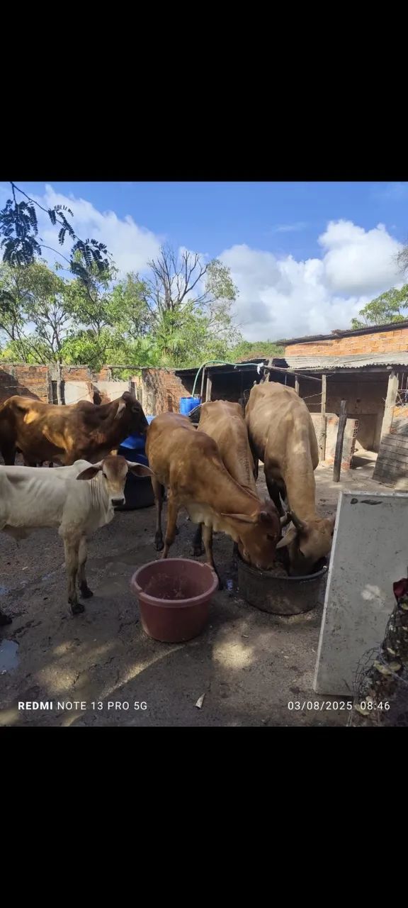 8 Bovinos para Venda  - Foto 2