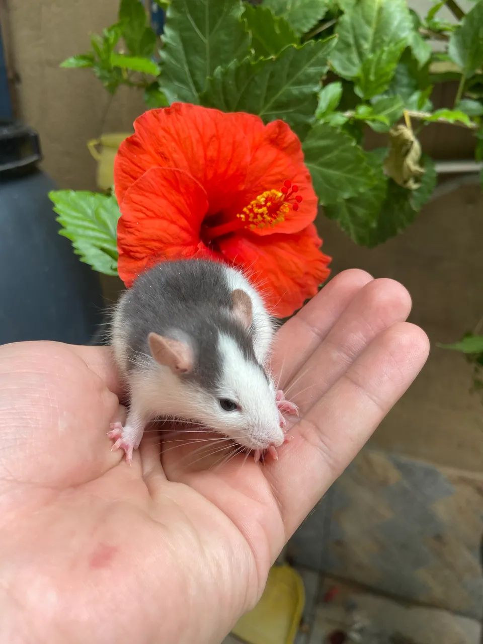 Rato Twister/Mercol  - Foto 3