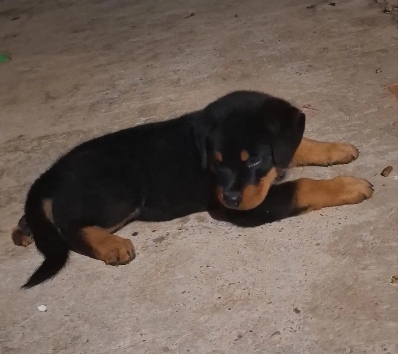 Filhote de Rottweiler disponível para adoção!