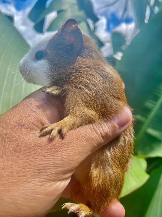 Porquinho da índia - Foto 5