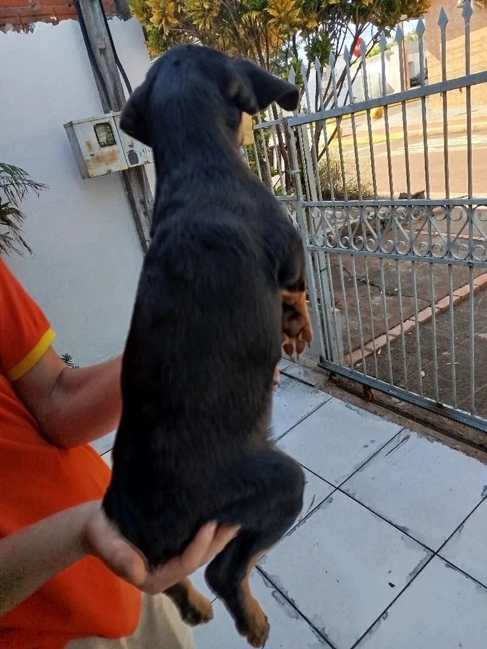 Filhote de cachorro disponível para adoção, são dóceis e muito carinhosos  - Foto 4