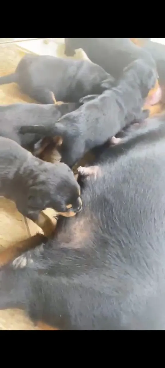 Filhotes Rottweiler