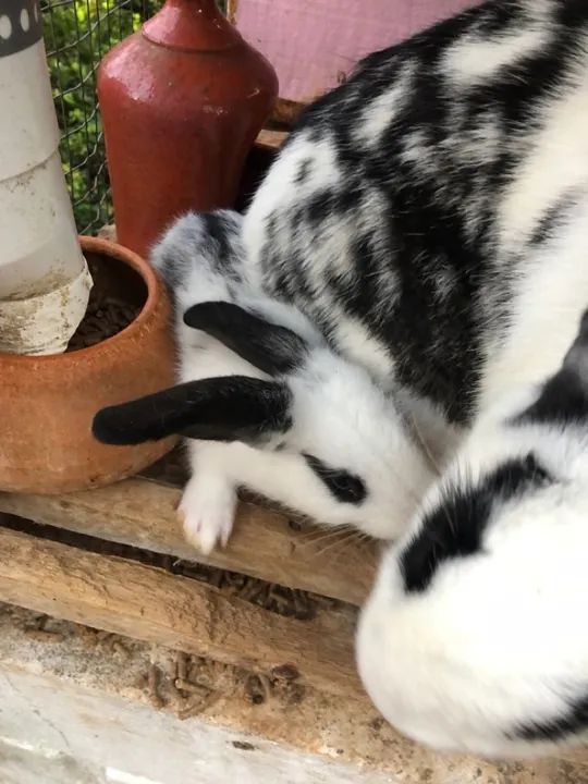 Vendo filhote coelho R$60,00