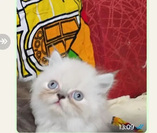 Gatos Persa Filhotes Desconto no Pix - Foto 3