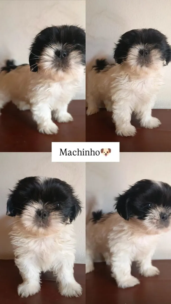Filhotes Shih Tzu