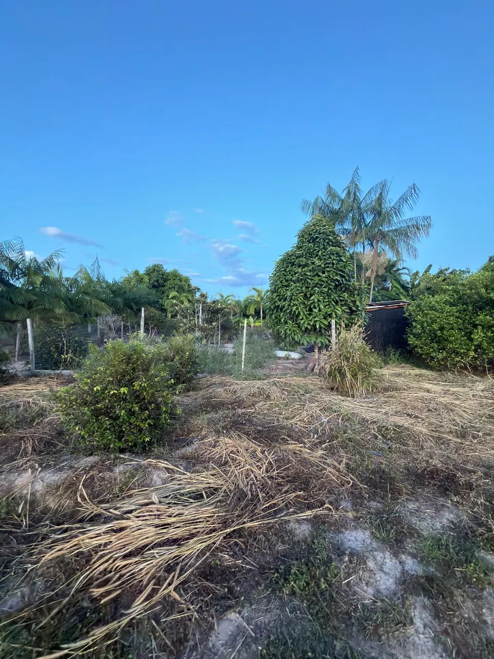 Chácara, 25km fundo para o Lago - Lei anúncio  - Foto 11
