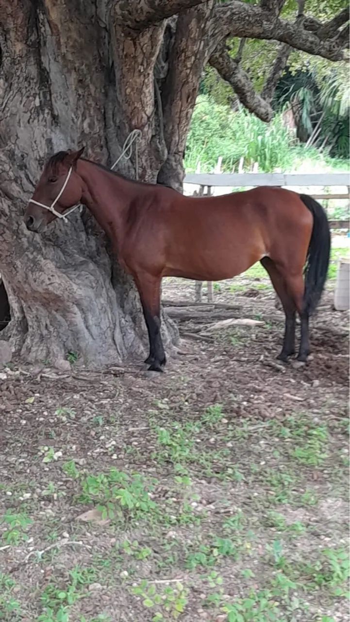 Vende-se Egua Mestiça Prenha - Foto 4