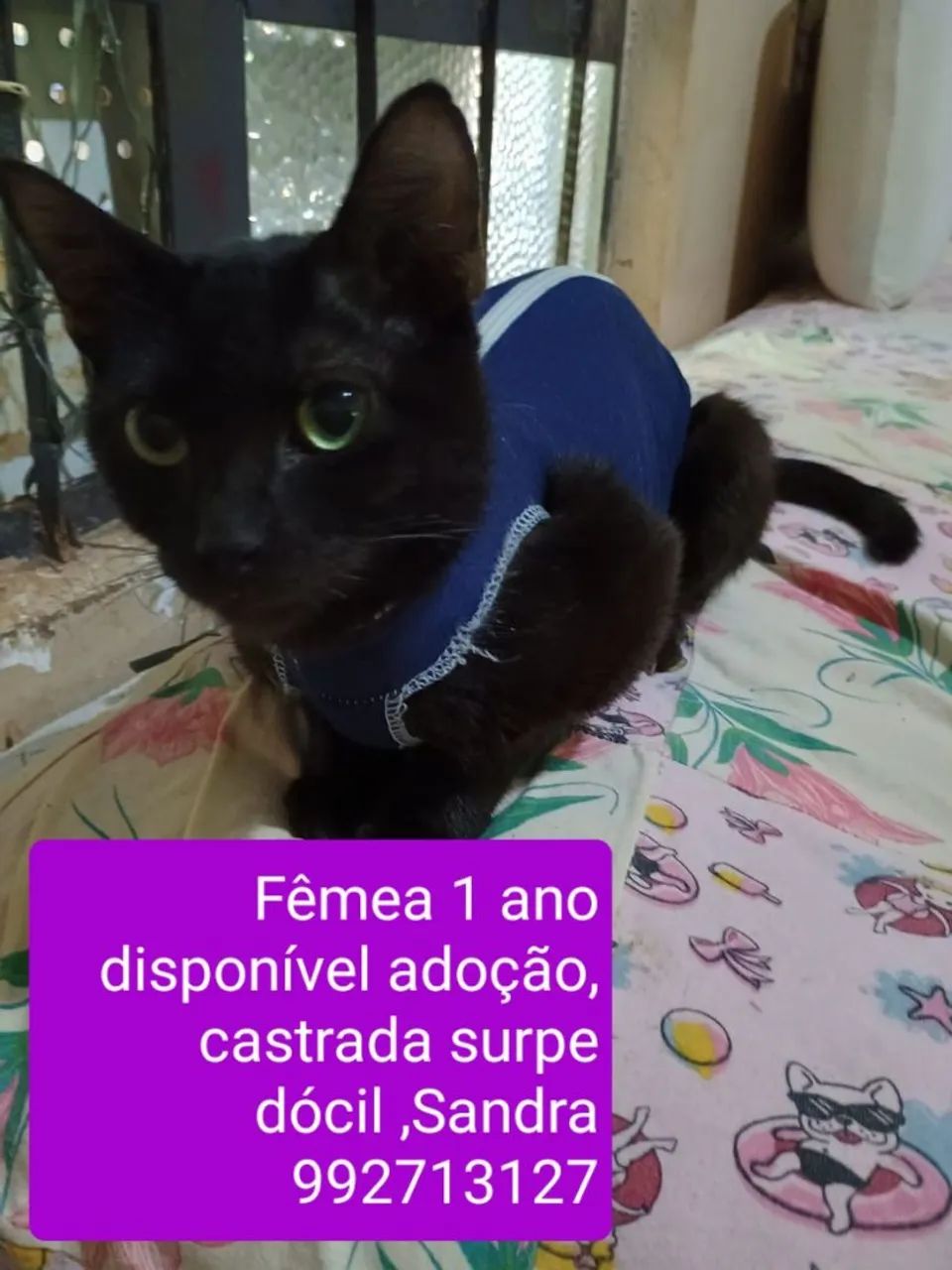 Gata Preta Adotável - 1 Ano