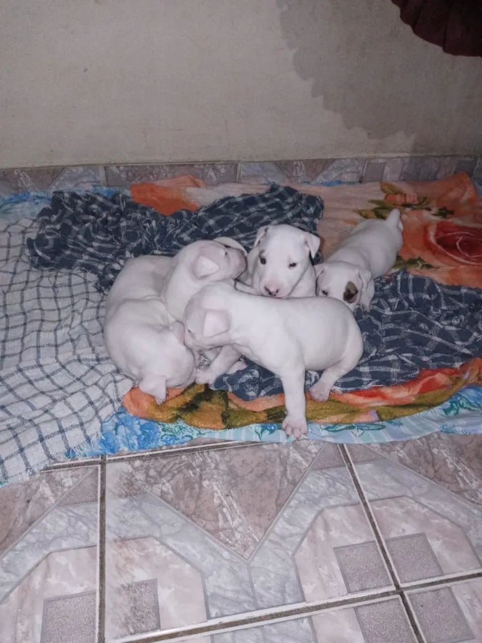 Filhotes Bull Terrier Inglês obs fêmea 900 macho 700