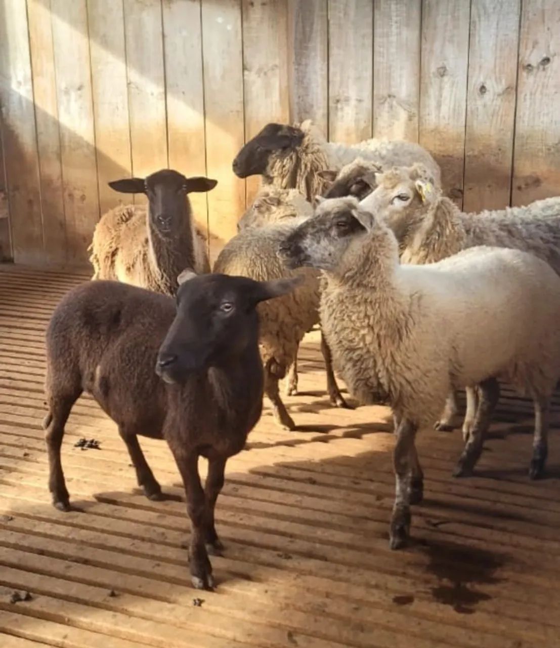 Ovelhas para criação - Foto 4