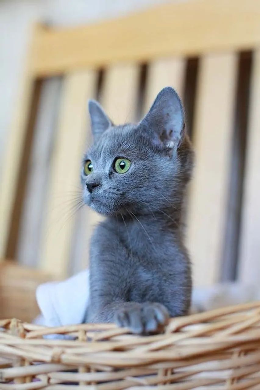 Excelentes Russian Blue 