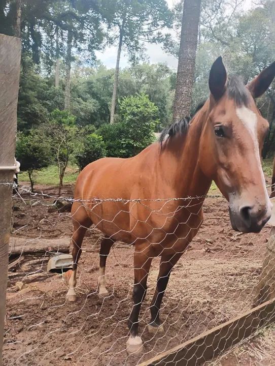 Vendo (pirai do sul)uma egua quarto de milha e uma mula  - Foto 6