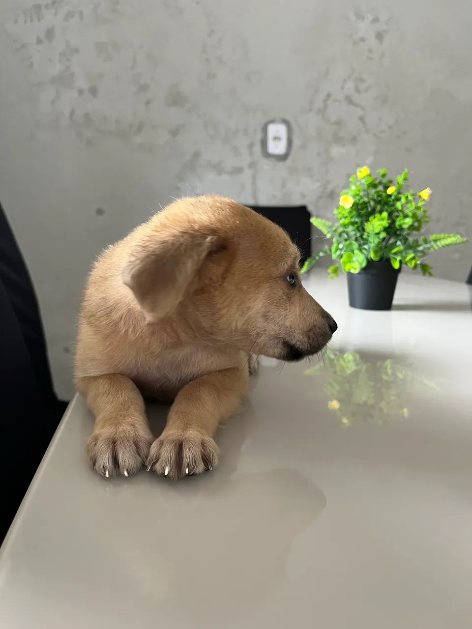 Cachorrinho - Foto 2