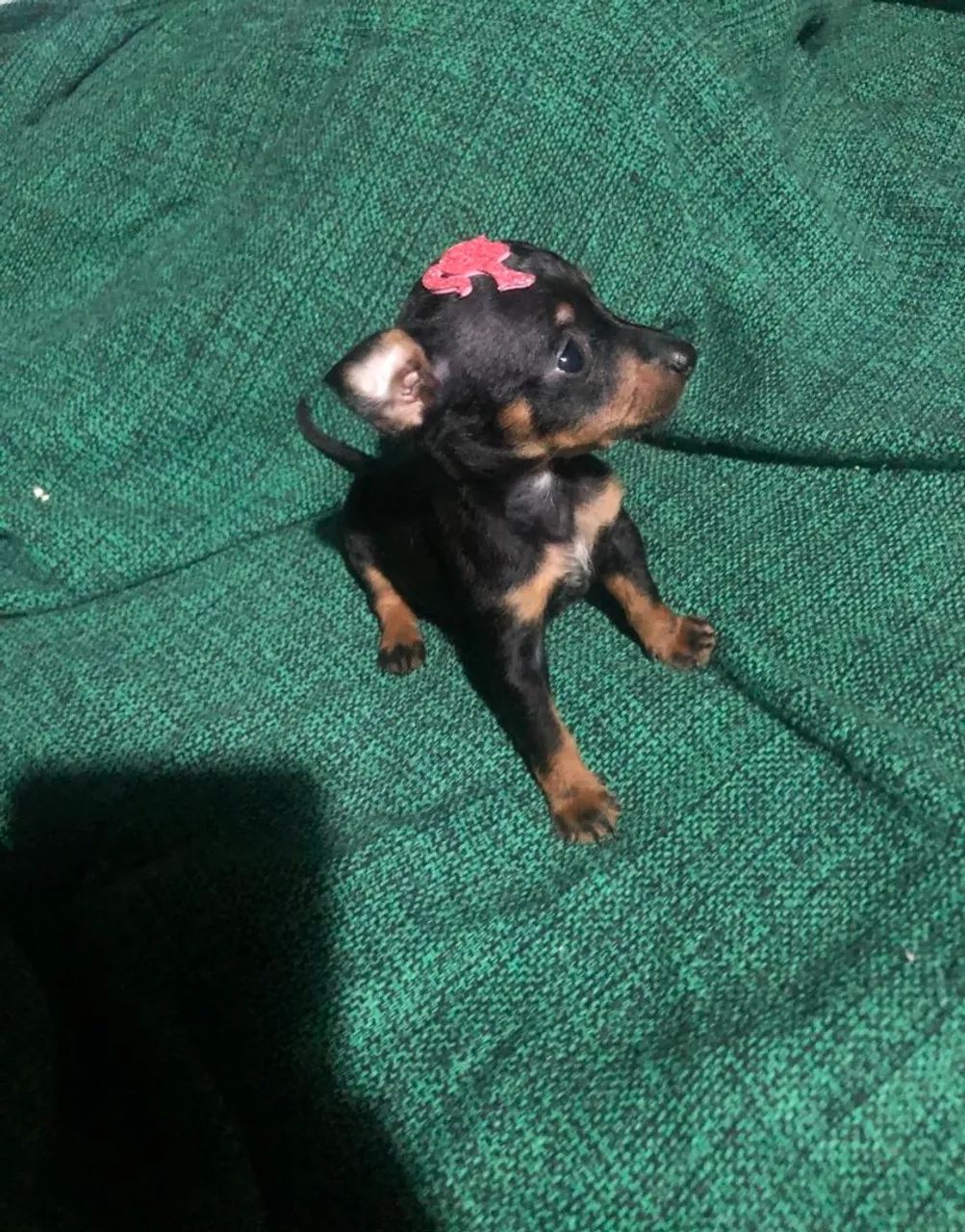 Pinscher 0. Fêmea 