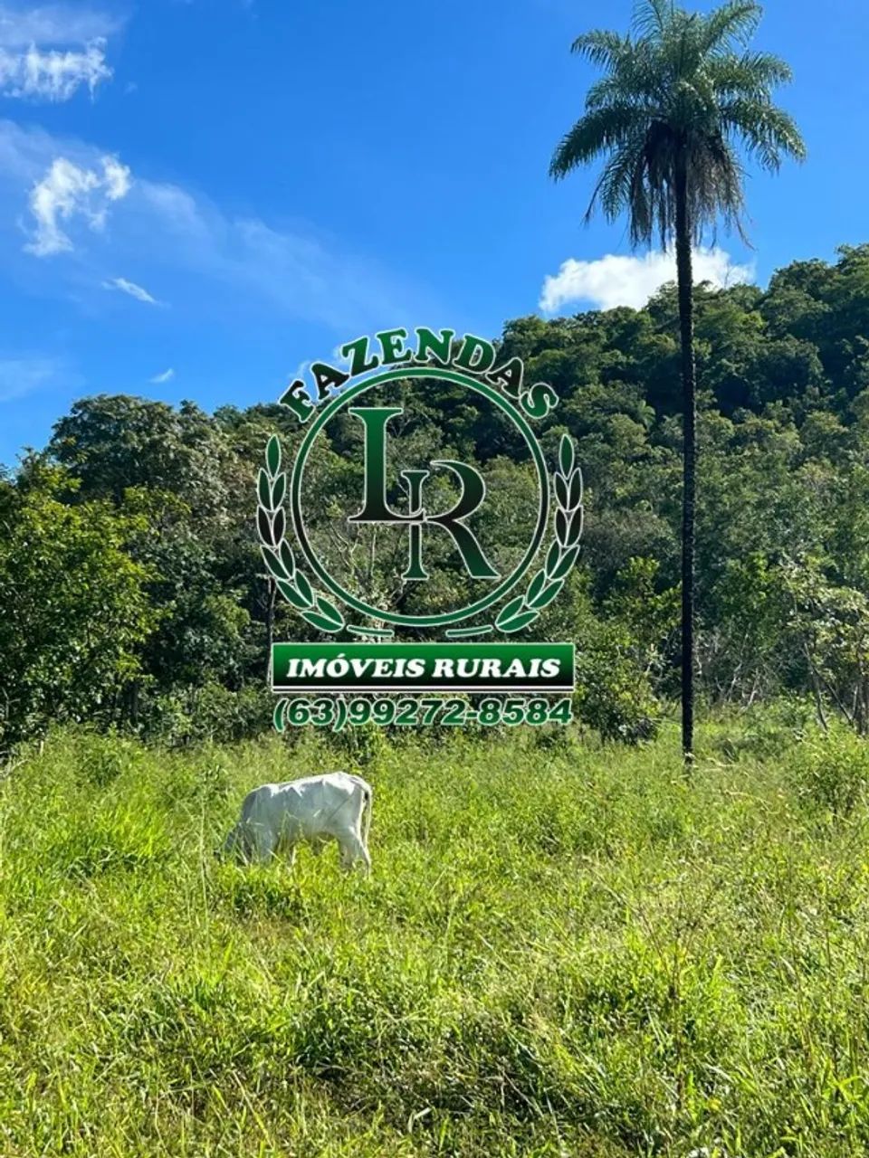 Fazenda  Dupla Aptidão 348 Hectares Região Almas