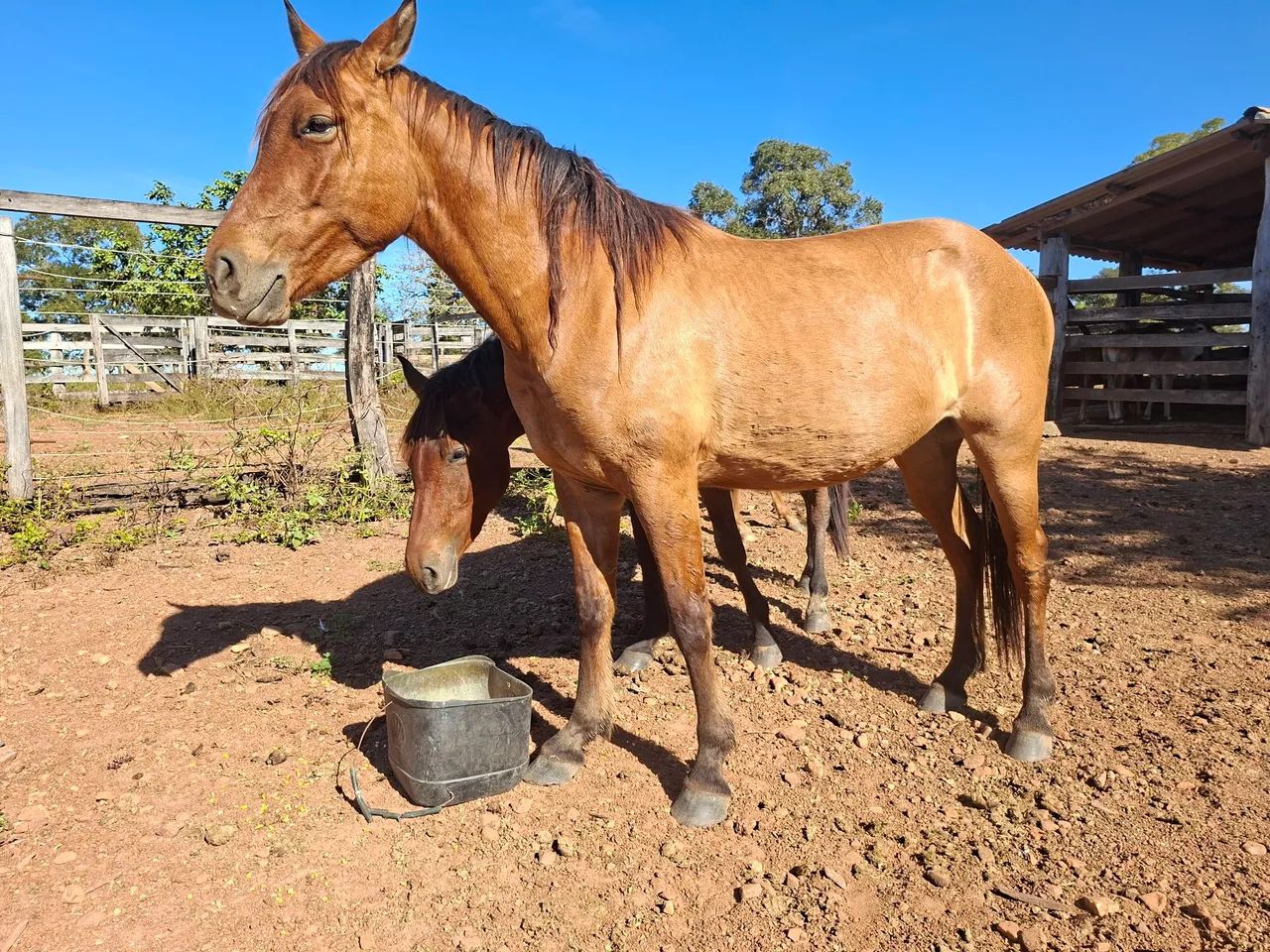 CAVALO - Foto 5