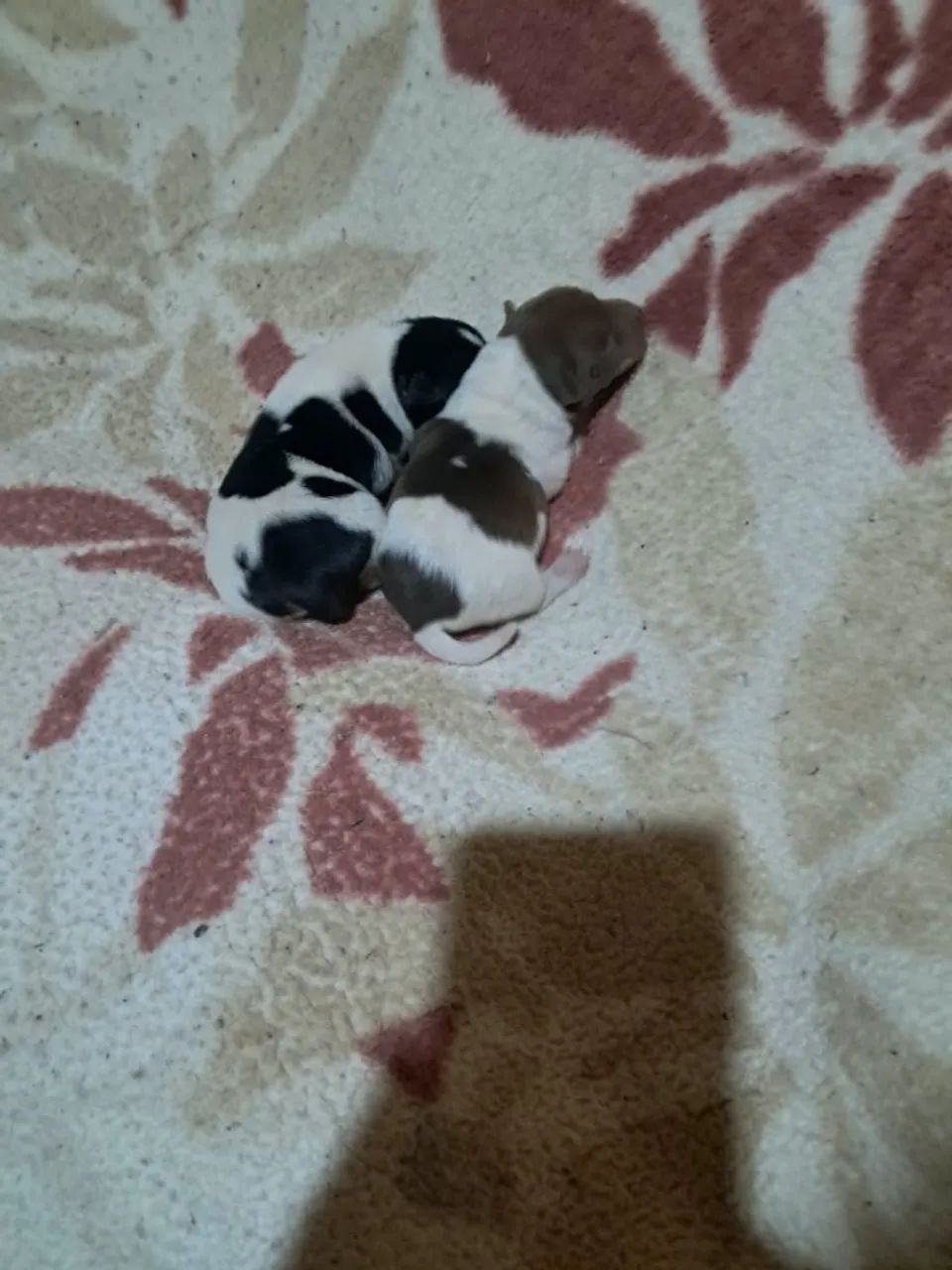 Terrier Brasileiro/Fox? - Foto 5