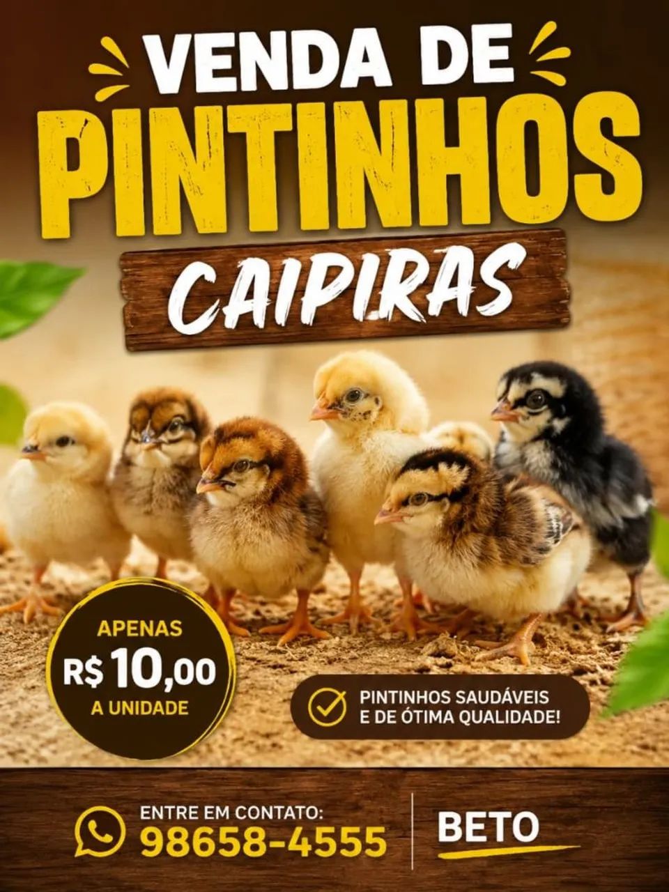 Pintinhos caipira 