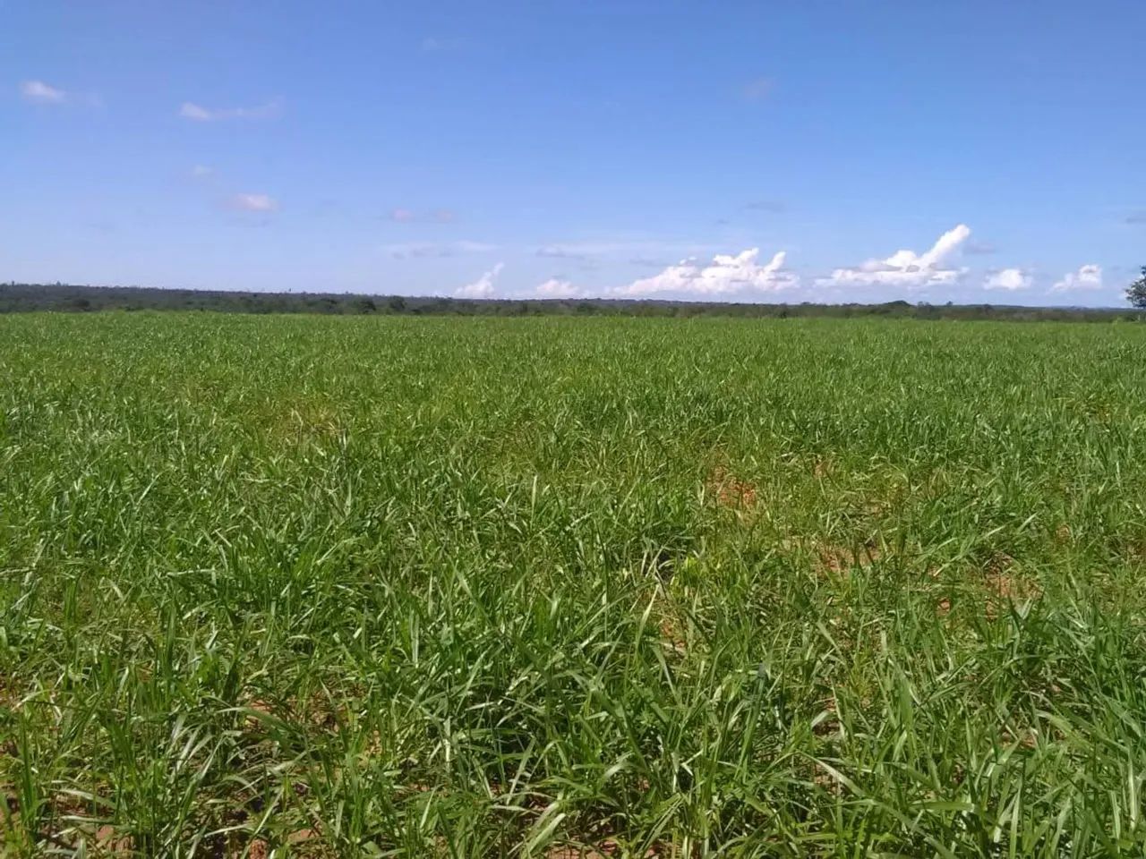 Fazenda para Venda em Guaraí - Foto 3