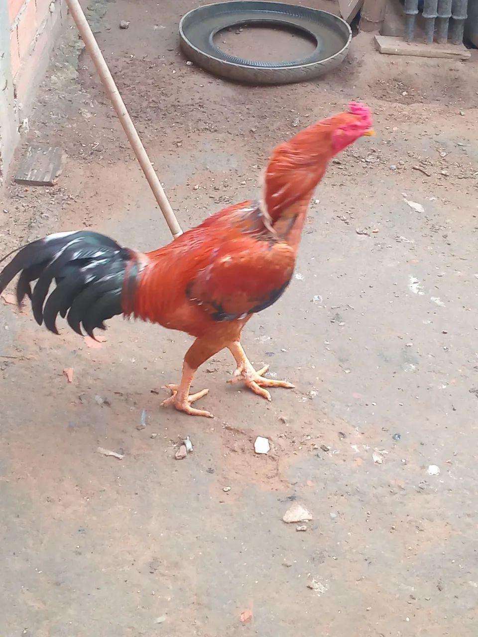 Galo  - Foto 3