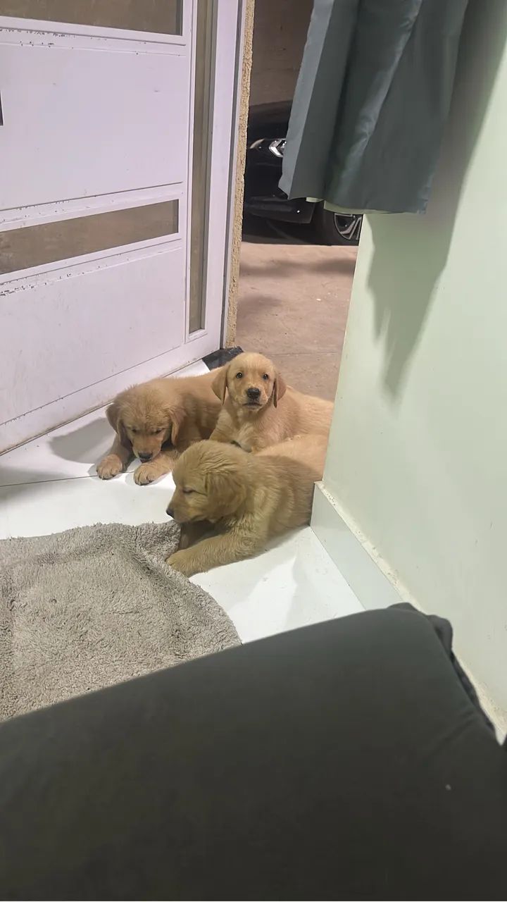 Filhotes de Golden Retriever
