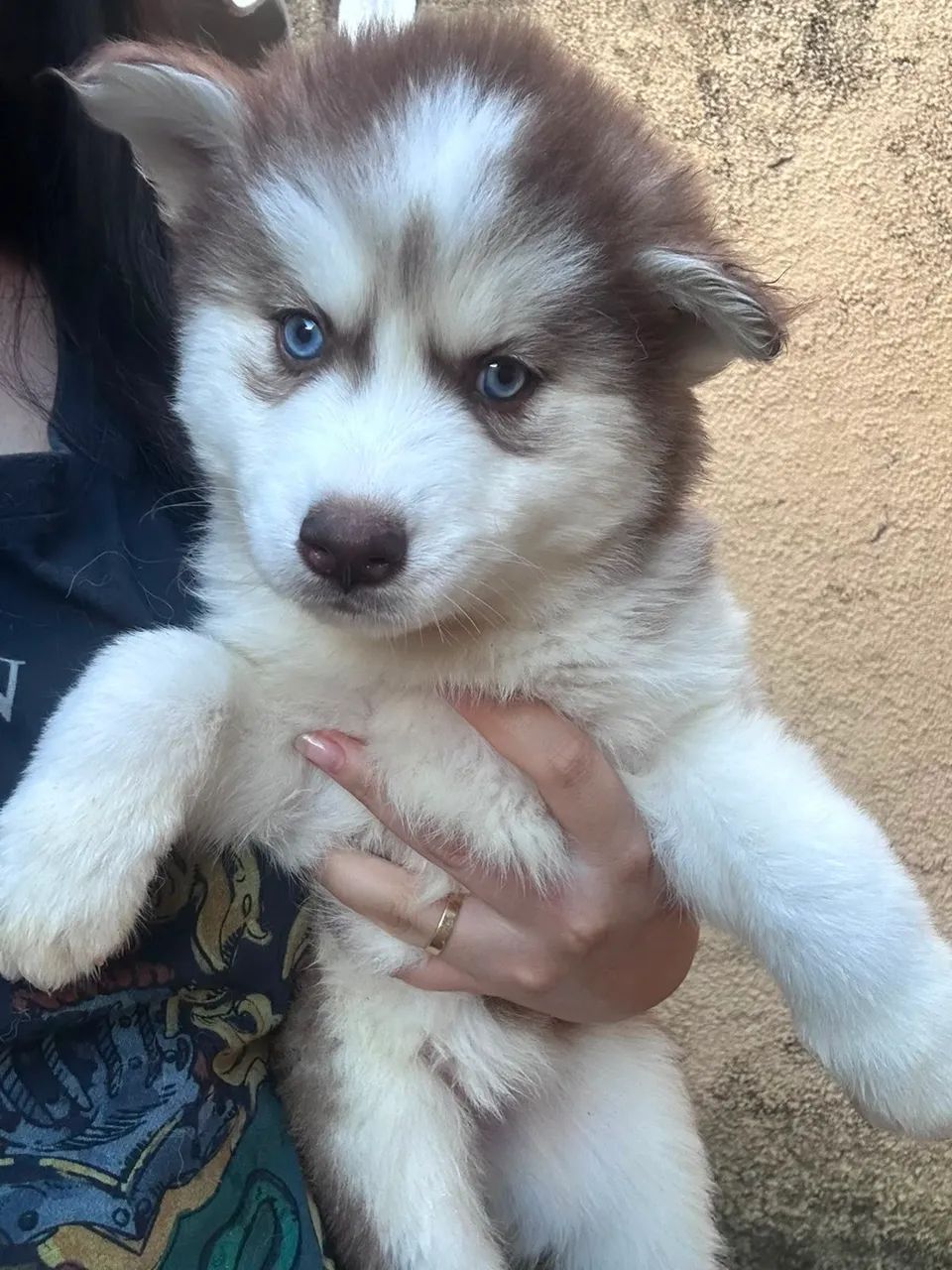 Husky siberiano