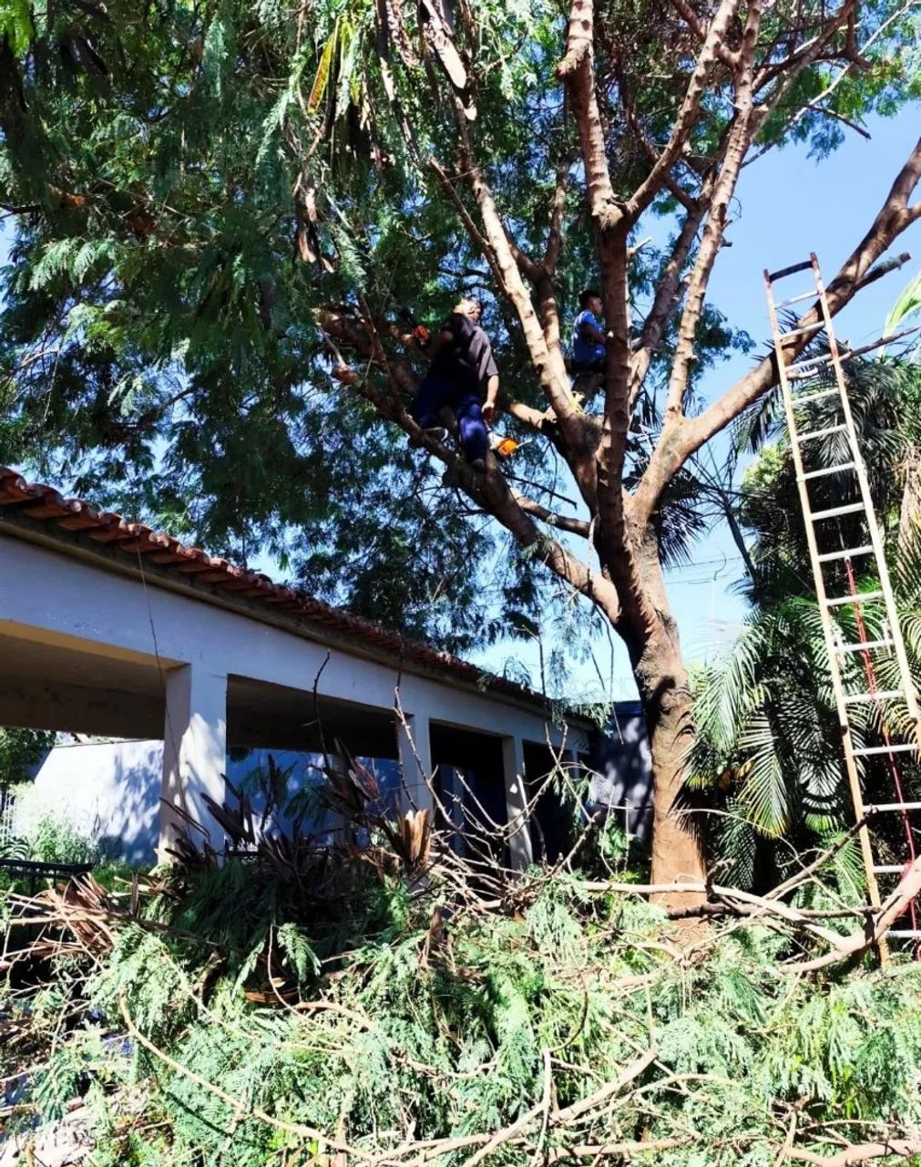 Poda de árvore, residencial na rede elétrica 
