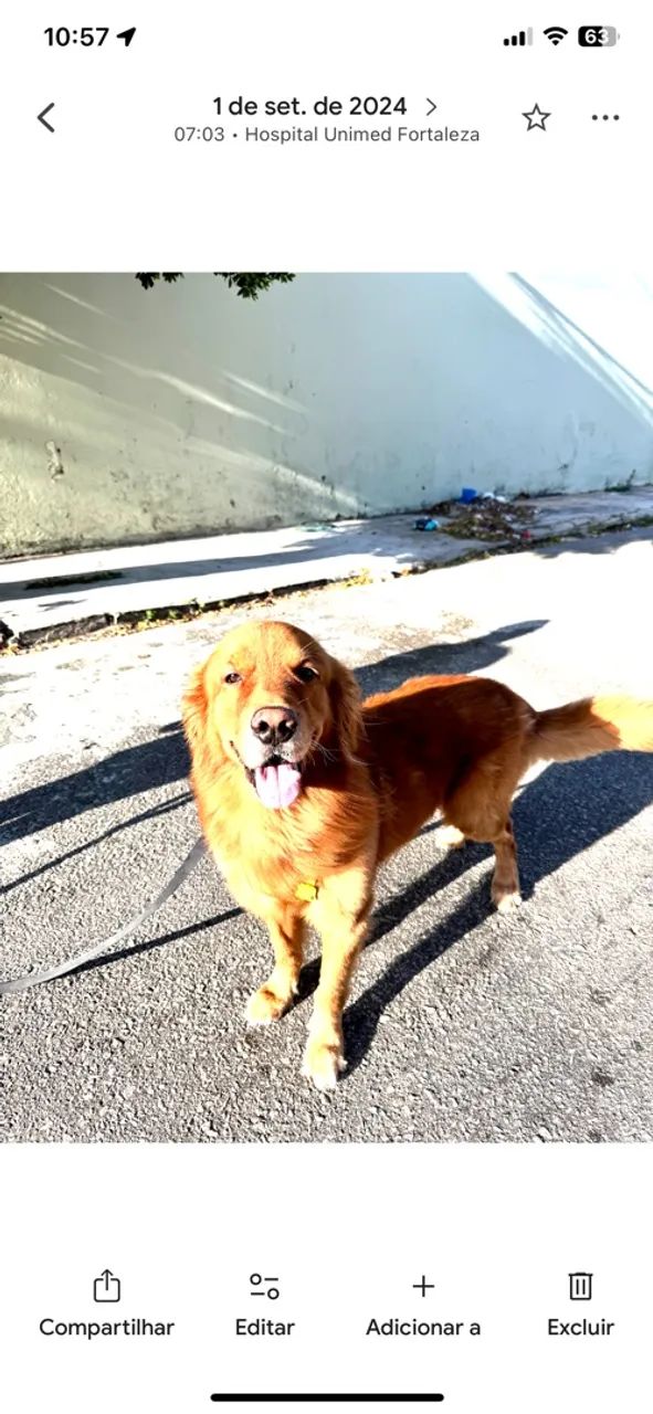 Golden retriver  - Foto 4