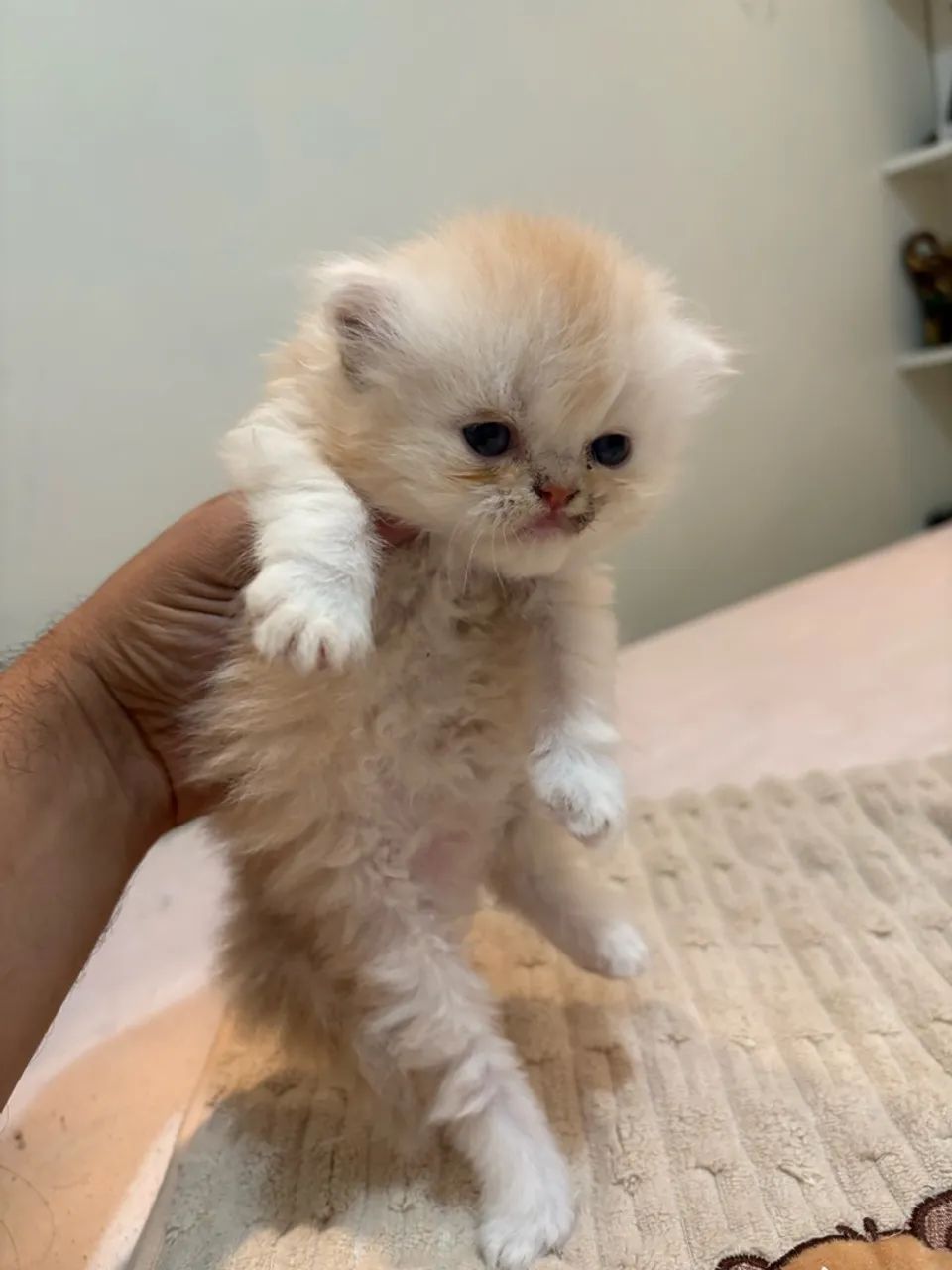 Gato Persa - Foto 2