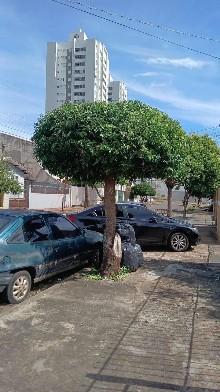 Podas de pequenas Arvores - Foto 4